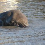 Kenyan elephant is extremely long-lived