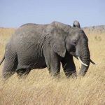 Male elephant remains with the herd until the age of 12-13