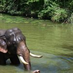 The Kenyan elephants are long-lived, surviving to 60 to 70 years with male elephants often living longer than female