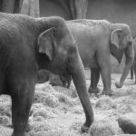 Kenyan elephants are long-lived, surviving to 60 to 70 years with male elephants often living longer than females