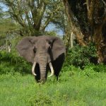 A Kenyan elephant is long-lived, surviving to 60 to 70 years with male elephants often living longer than females