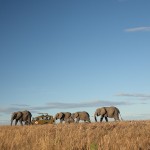 Elephants often surround their calves as a way of protecting them