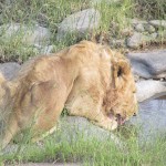 Lion populations are untenable outside national parks and designated reserves