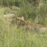 In the wild, male lions seldom live longer than 10 to 15 years