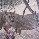 Some lion species live in bushes and forests but not all