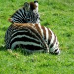 Zebras belong to animalia kingdom