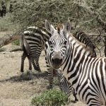 The plains zebra is the most common type of zebras and has six subspecies