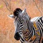 Breeding back is a process of breeding zebras that are similar to the quagga that became extinct in the late 19th century