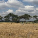 A zebra's great stamina helps it outrun predators