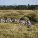 The zig-zag manner in which zebras run when chased makes it more difficult for predators to attack