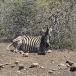 Zebra belongs to Mammalia class