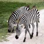 Zebra's stripes are horizontal on the legs and at the rear
