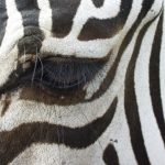 The subspecies of plains zebra are distributed across much of Eastern and Southern Africa