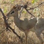 The habitats of the animals in Kenya range from the Forest areas to Savannah all the way to the Wetlands