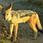 In Kenya you visit the animals in their homes