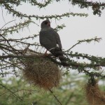 The gabar goshawk belongs to the Accipitridae family