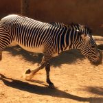 Plains zebra belong to the subgenus Hippotigris