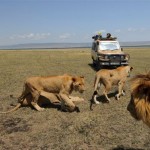 Game drives take you to the wildlife rich spots