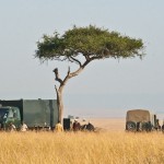 Open safari vehicles allow for spectacular views