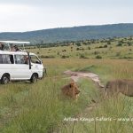 http://www.arlomkenyasafaris.com/index.php/nairobi-safaris/safaris-from-nairobi/7-days-kenya-safari-to-samburu-mountain-lodge-lake-nakuru-lake-naivasha-and-masai-mara-safari-from-nairobi