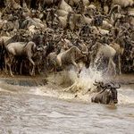 http://sojournsafaris.com/game-drive-in-kenya.html