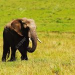 http://www.123rf.com/photo_10730635_big-african-wild-elephant-walking-in-savanna-game-drive-wildlife-safari-animals-in-natural-habitat-b.html