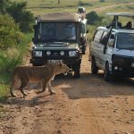 http://www.traveltoeastafrica.com/directory/listing/kenya-tanzania-wildlife-safaris-tours-and-holiday-trips