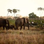 https://artofsafari.travel/what-to-do/luxury-safaris-northern-kenya/exploring-marvellous-meru-safari/