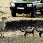 https://artofsafari.travel/what-to-do/luxury-safaris-masai-mara/going-safari-magical-masai-mara/