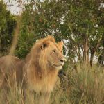 http://www.wheelsonourfeet.com/2015/05/04/full-day-safari-in-maasai-mara-kenya/