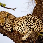 http://www.eaexoticsafaris.com/9-days-kenya-safari-amboseli-aberdares