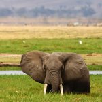 http://kilimakenyatravels.com/5-days-tsavo-east-west-amboseli-saltlick/