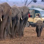 http://safari-consultants.com/destinations/kenya/regions/amboseli-national-park