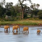 http://www.bigcatsexploration-safaris.com/13dayserengeti.html