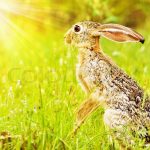 https://www.colourbox.com/image/wild-african-hare-sitting-on-the-flower-field-game-drive-wildlife-safari-animals-in-natural-habitat-beauty-of-nature-kenya-travel-masai-mara-image-2653584