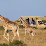 http://www.mytwendesafari.com/kenya-travel-experience/