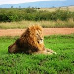 http://www.dallagotours.com/kenya-air-safari.htm