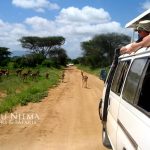http://www.sikunjema.com/index.php/affordable-luxury-safaris-in-kenya/affordable-3-days-safari-holidays-in-kenya/affordable-3-days-kenya-safari-holiday-to-tsavo.html
