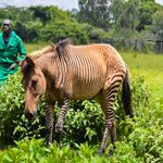 http://www.asyoulikeitsafaris.com/Kenya-Photographic-Wildlife-Safari.html