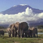 http://africahomerangesafaris.com/3%20Days%20Amboseli%20budget%20Camping%20Tours.htm