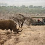 https://www.extraordinaryjourneys.com/destinations/kenya/laikipia/lewa-safari-camp/