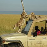 http://www.wildlifeworldwide.com/trip-ideas/samburu-masai-mara-safari