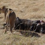 http://www.ivanhenares.com/2015/10/kenya-safari-tour-maasai-mara.html