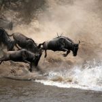 http://sojournsafaris.com/game-drive-in-kenya.html