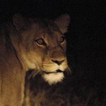 http://www.africanspicesafaris.com/nairobi_night_game_drive_safari_kenya.html