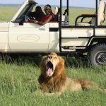 http://bushtopscamps.com/mara/game-drives/day-game-drives/