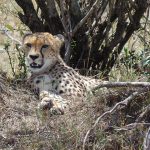http://www.ivanhenares.com/2015/10/kenya-safari-tour-maasai-mara.html