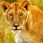 http://www.123rf.com/photo_10730633_beautiful-wild-african-lioness-portrait-savanna-game-drive-wildlife-safari-animals-in-natural-habita.html