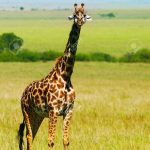 http://www.123rf.com/photo_10730637_big-wild-african-giraffe-walking-in-savanna-game-drive-wildlife-safari-animals-in-natural-habitat-be.html