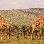 https://www.turquoiseholidays.co.uk/blog/take-the-kids-on-safari-in-kenya-for-may-half-term/